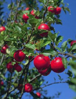 manzana Pyrus malus